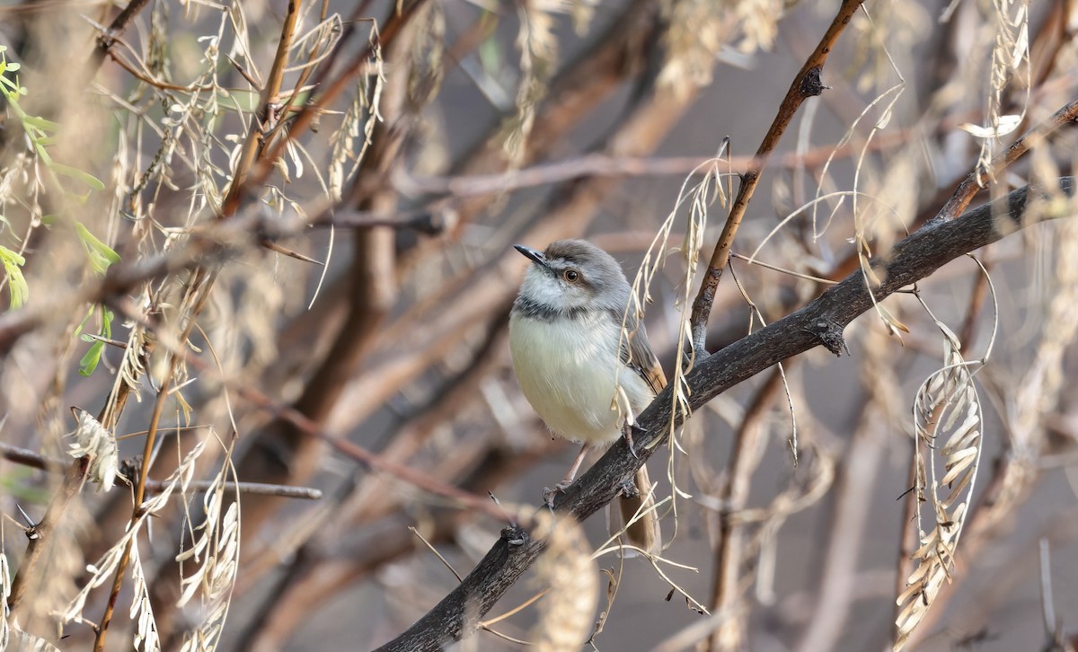 Black-chested Prinia - ML507021501