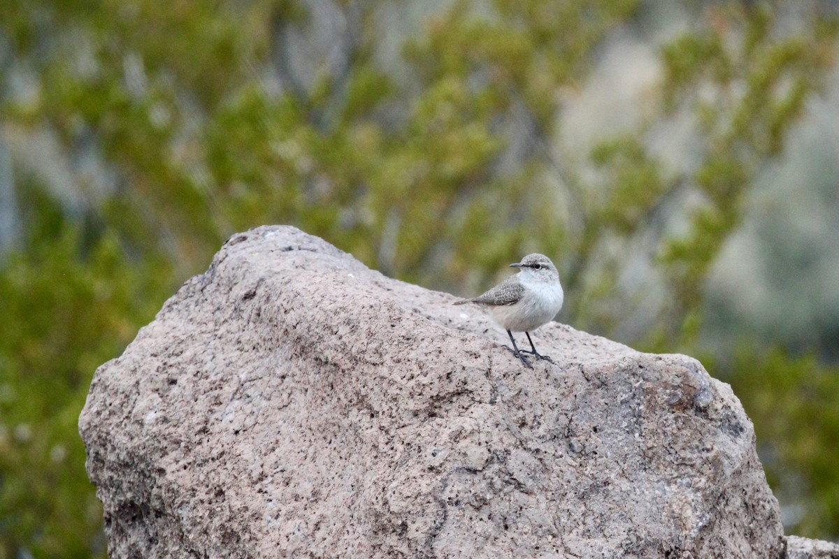 Troglodyte des rochers - ML507021541