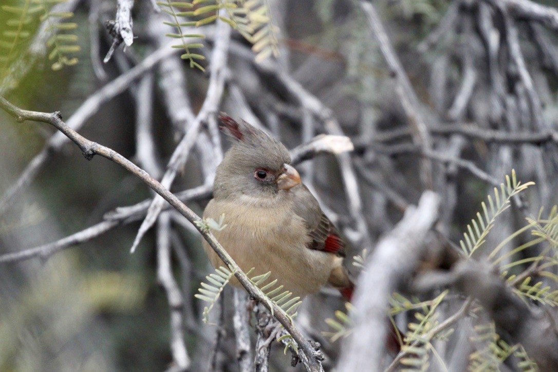 Cardinal pyrrhuloxia - ML507021721