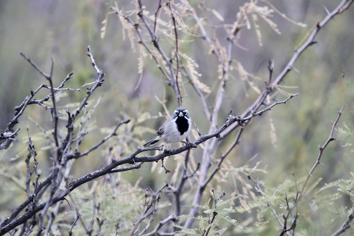 Black-throated Sparrow - ML507021831