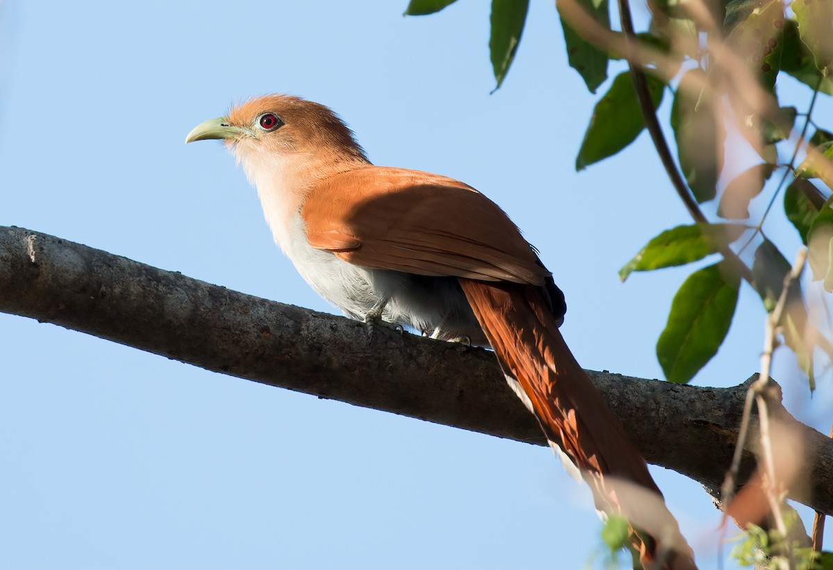 Squirrel Cuckoo - ML507022171