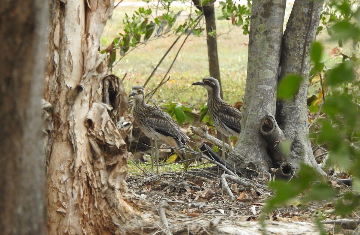 Bush Thick-knee - ML507022281