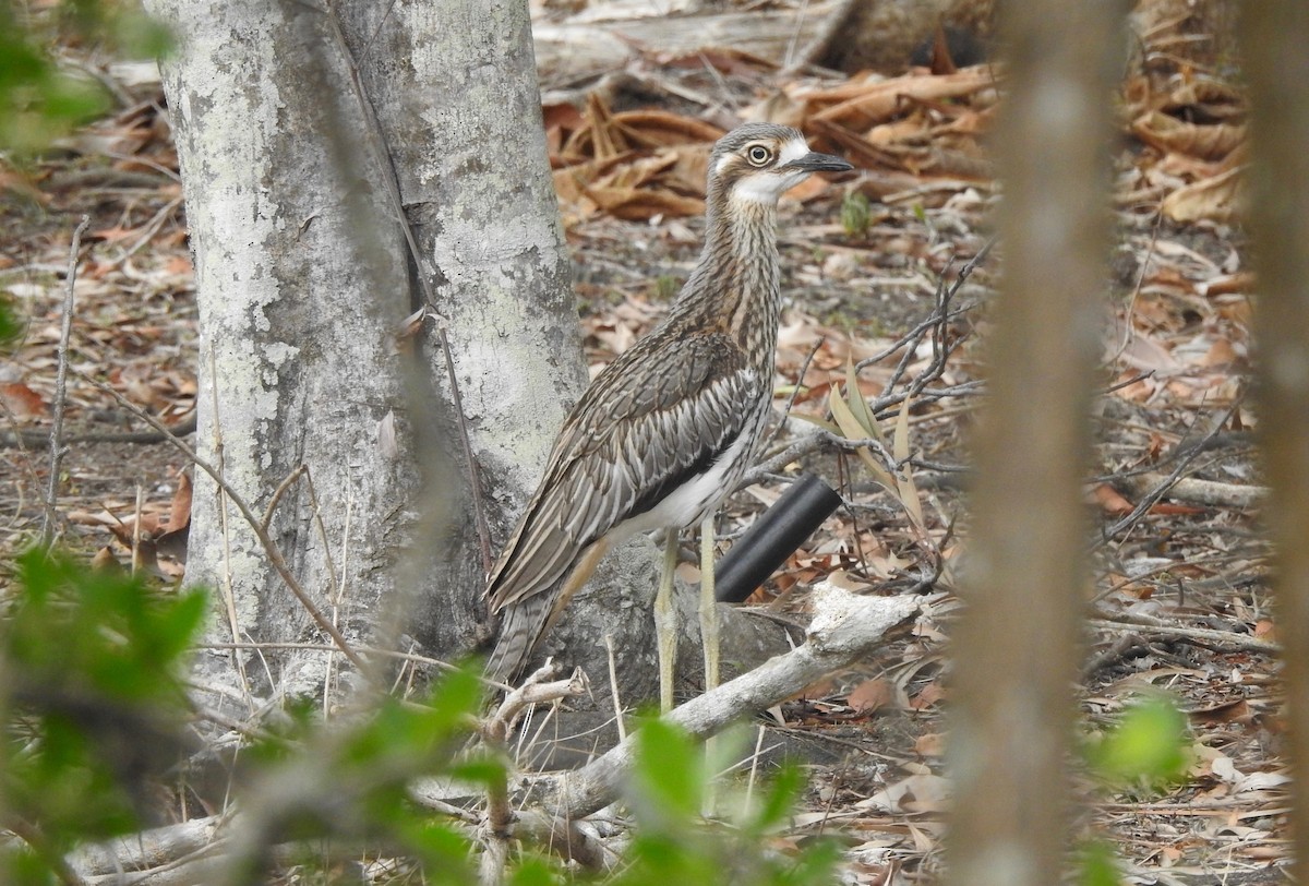 Bush Thick-knee - ML507022291