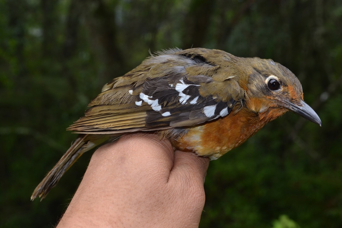 Orange Ground-Thrush - Jake Mulvaney