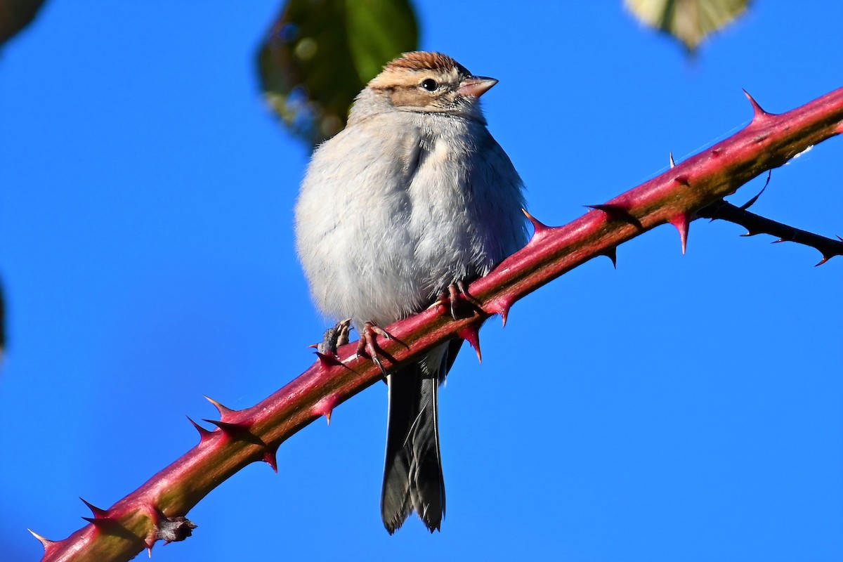 Chipping Sparrow - ML507023081