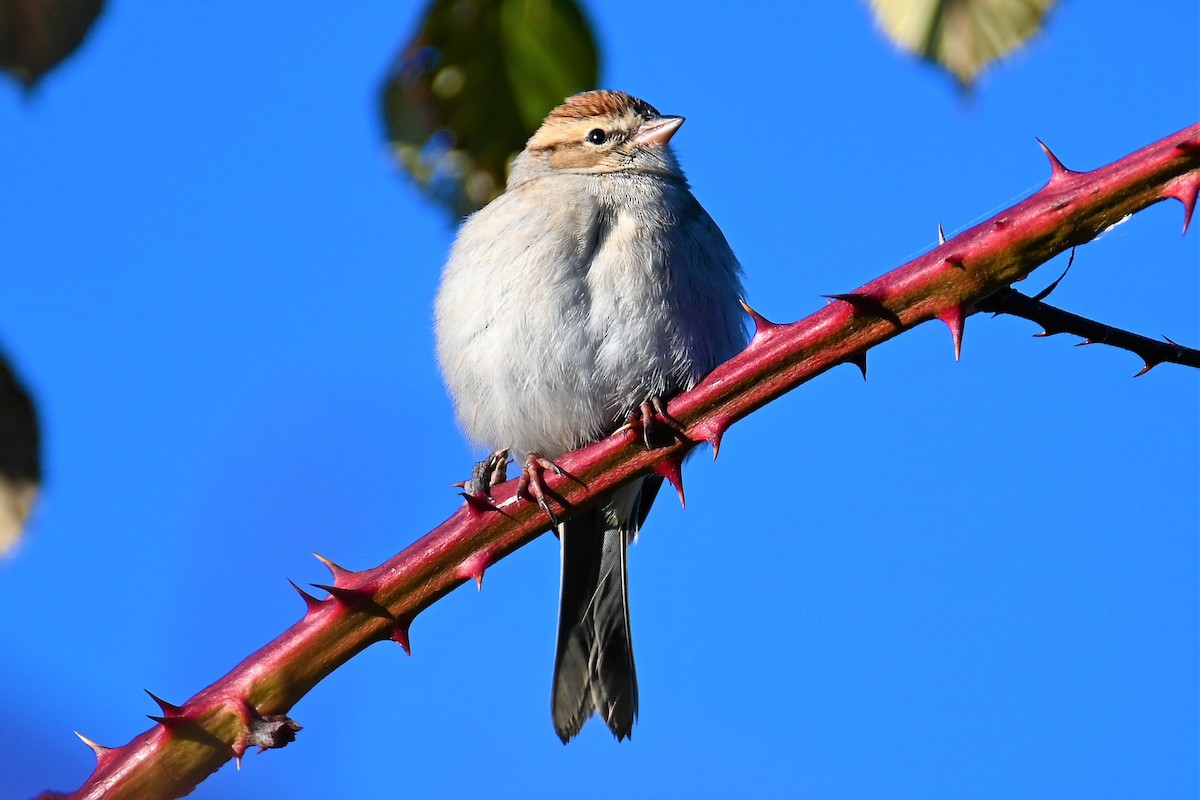 Chipping Sparrow - ML507023121