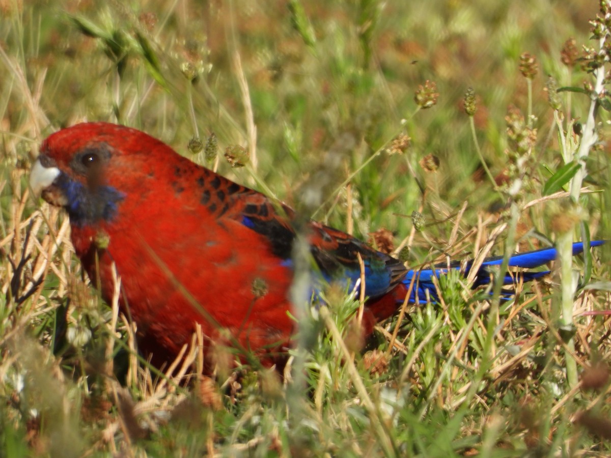 Crimson Rosella - Janet Burton