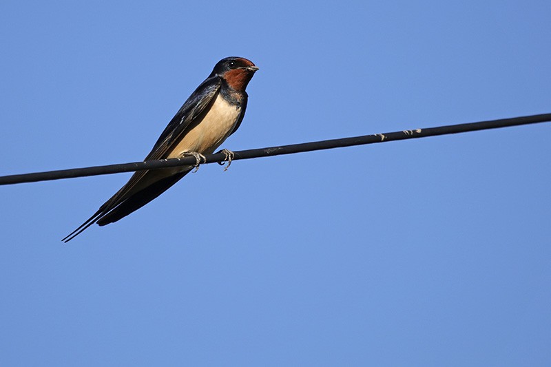 Barn Swallow - ML50702371