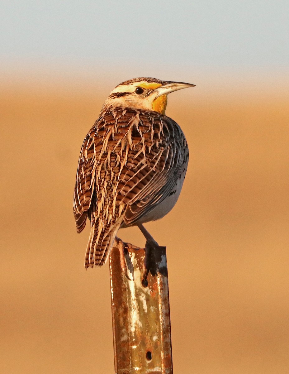 Chihuahuan Meadowlark - Alan Schmierer