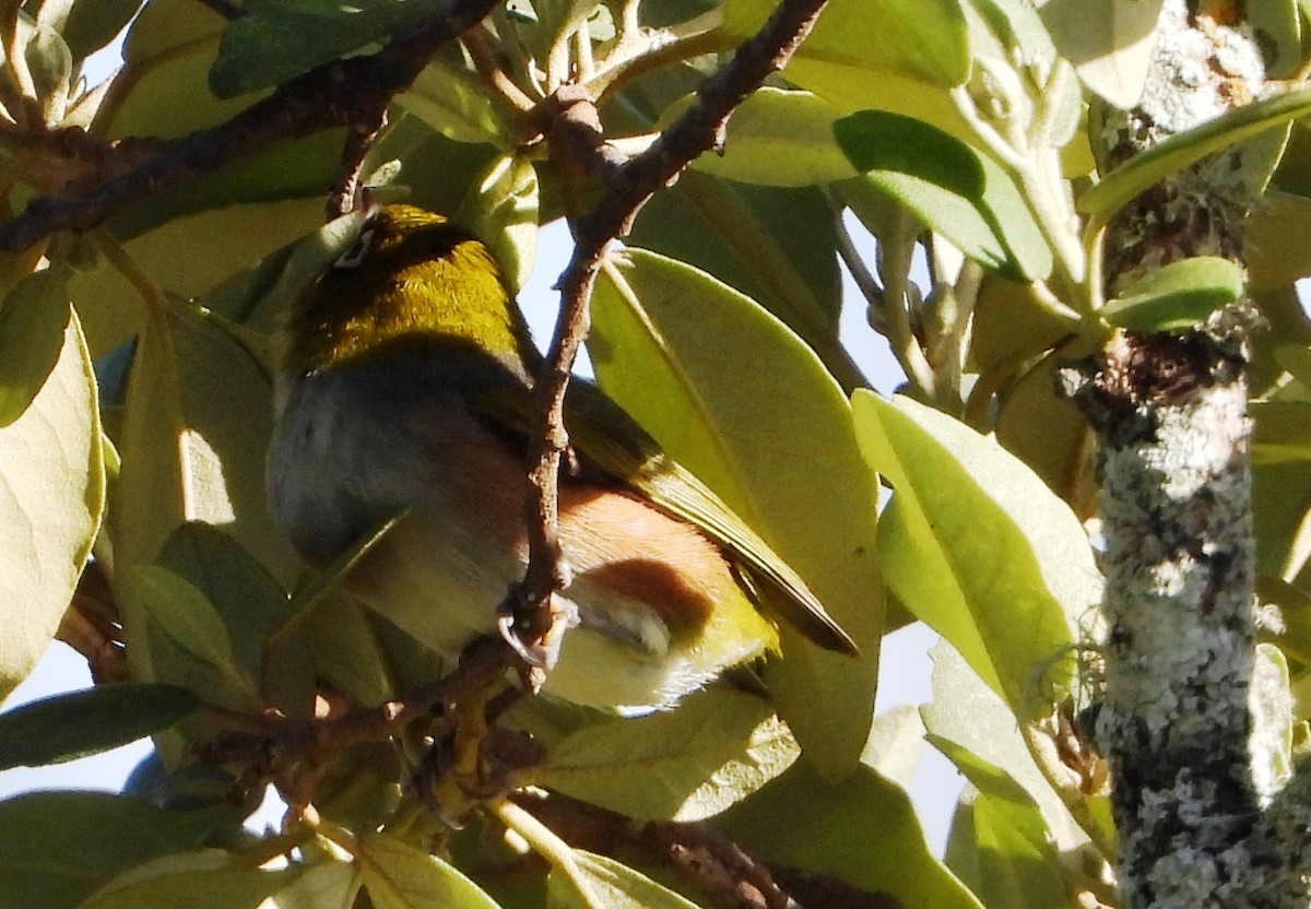 Silvereye - ML507023901