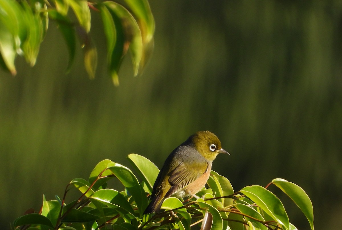 Silvereye - ML507024411