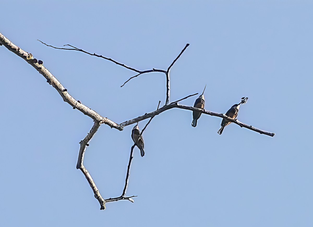 Dusky-backed Jacamar - Nick Pulcinella