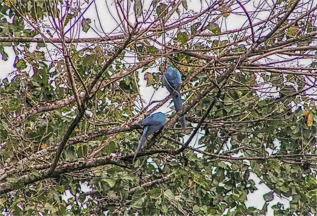 Blue-and-yellow Macaw - Nick Pulcinella