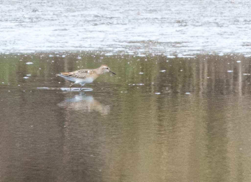 Sharp-tailed Sandpiper - ML507026571