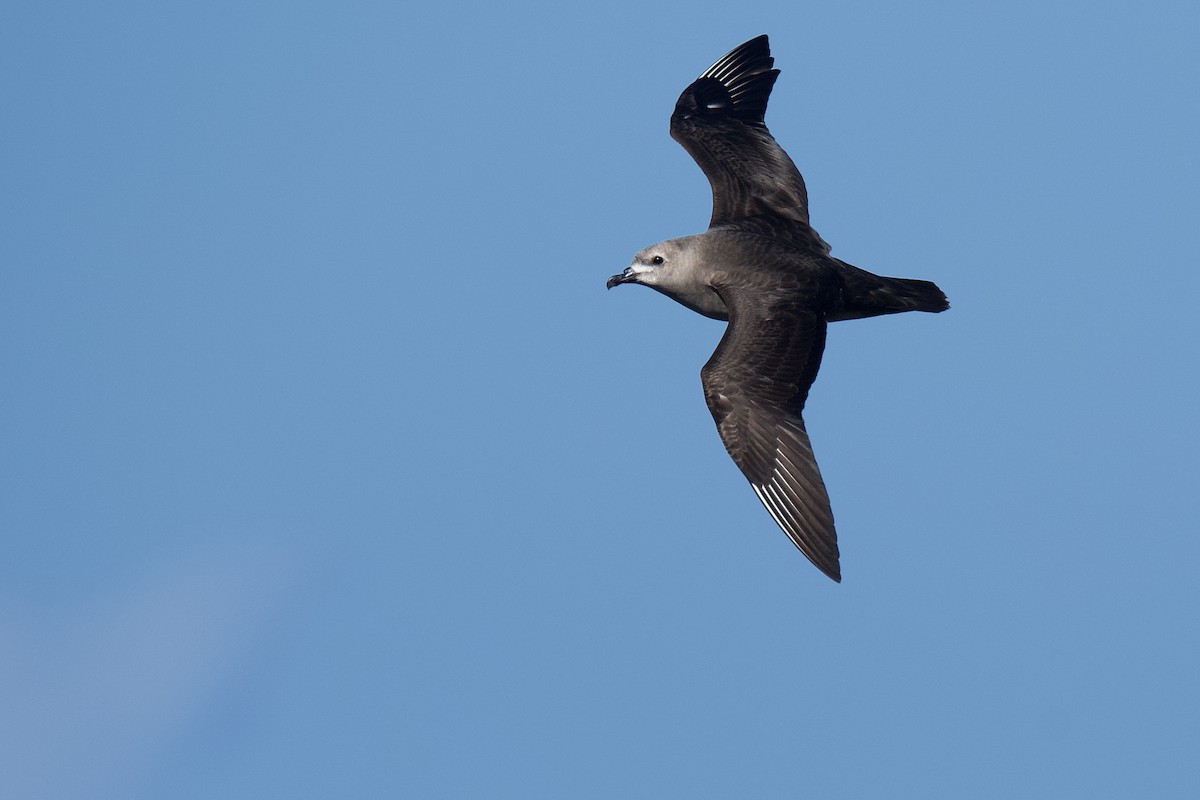 Kermadec Petrel - ML507026601