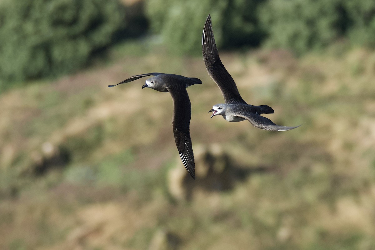 Kermadec Petrel - ML507026621