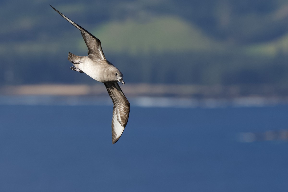 Kermadec Petrel - ML507026631