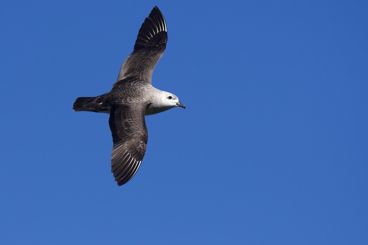 Kermadec Petrel - Peter Allen