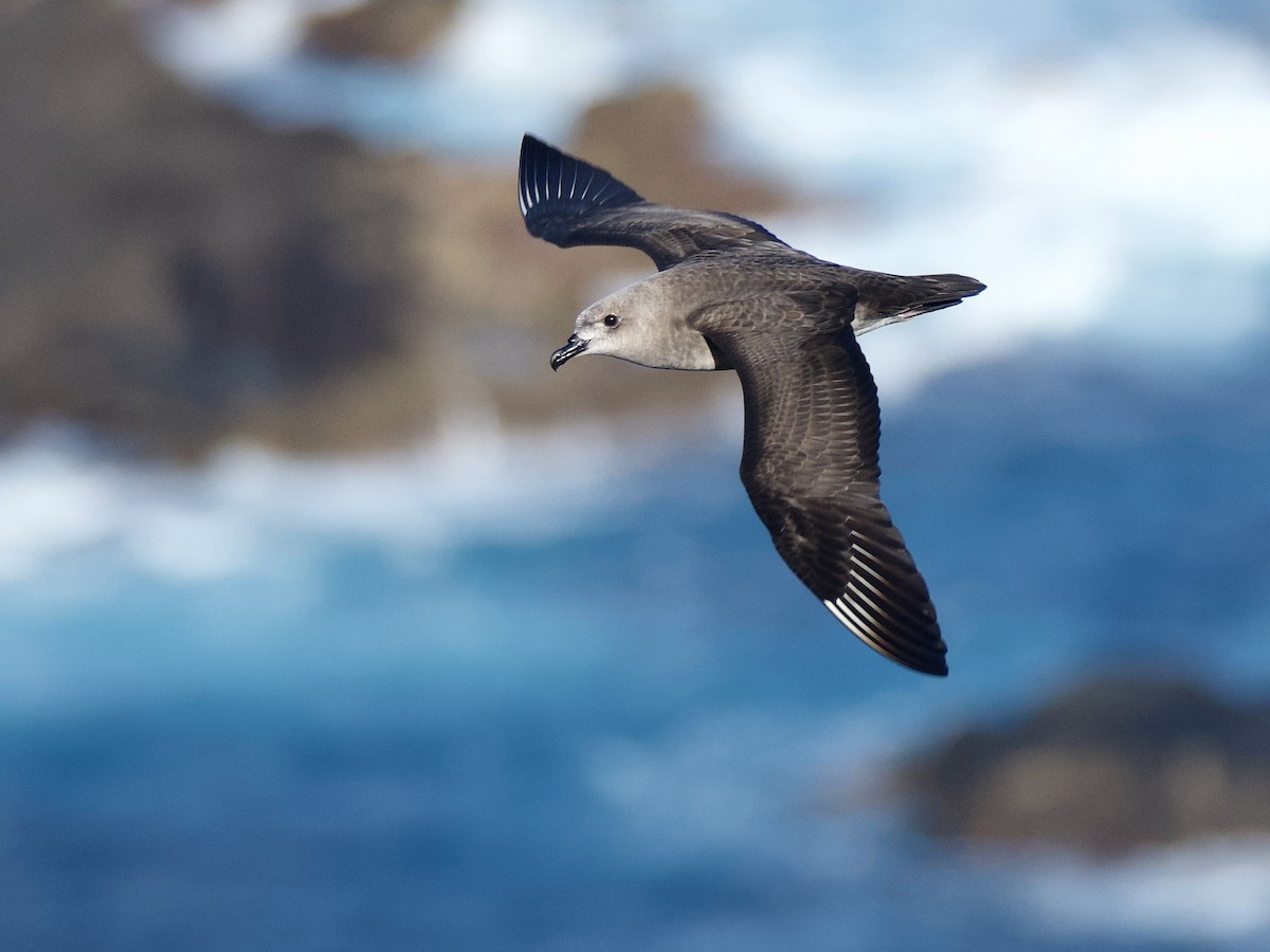 Kermadec Petrel - ML507026651