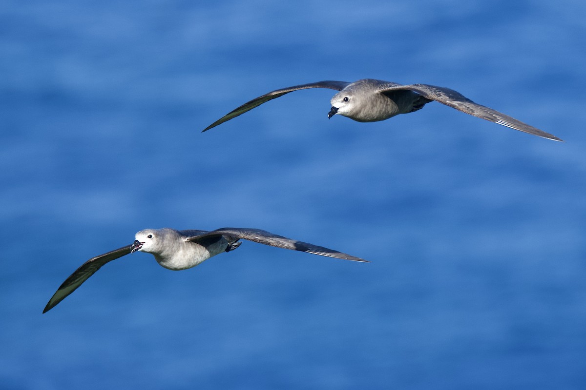 Kermadec Petrel - ML507026661