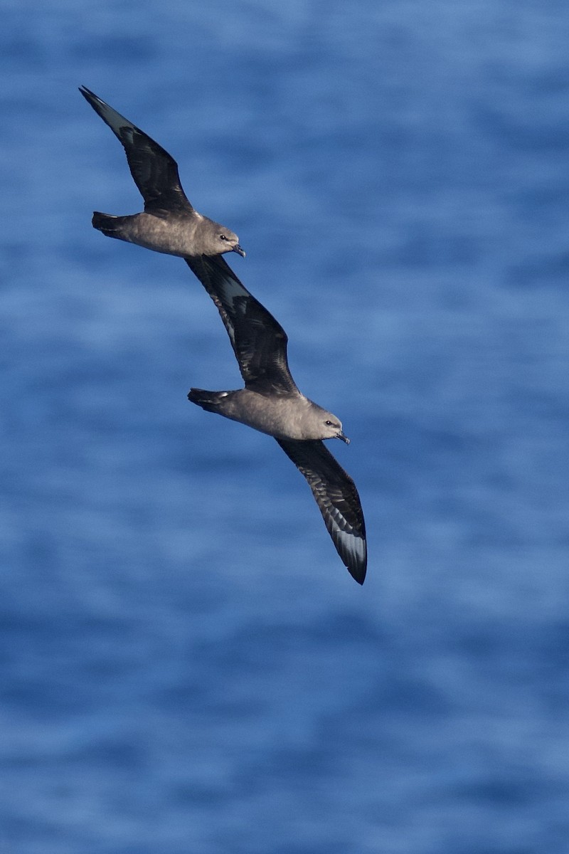 Kermadec Petrel - Peter Allen