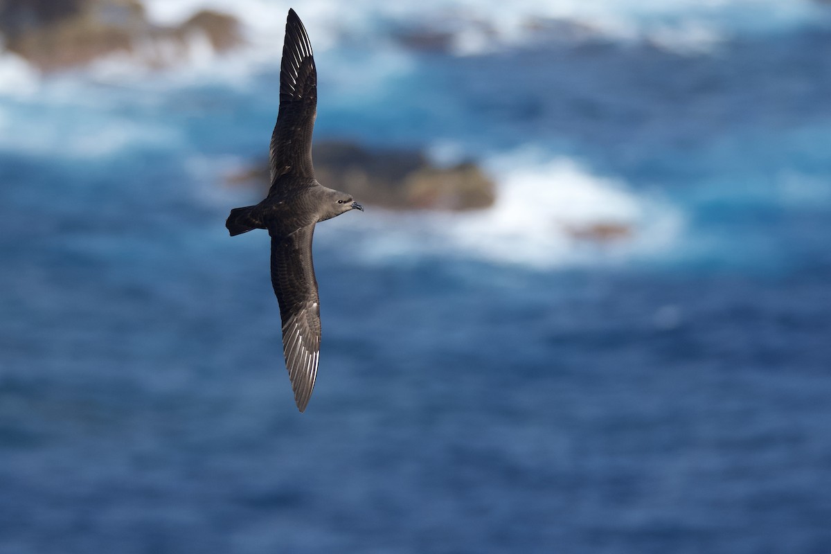 Kermadec Petrel - ML507026691