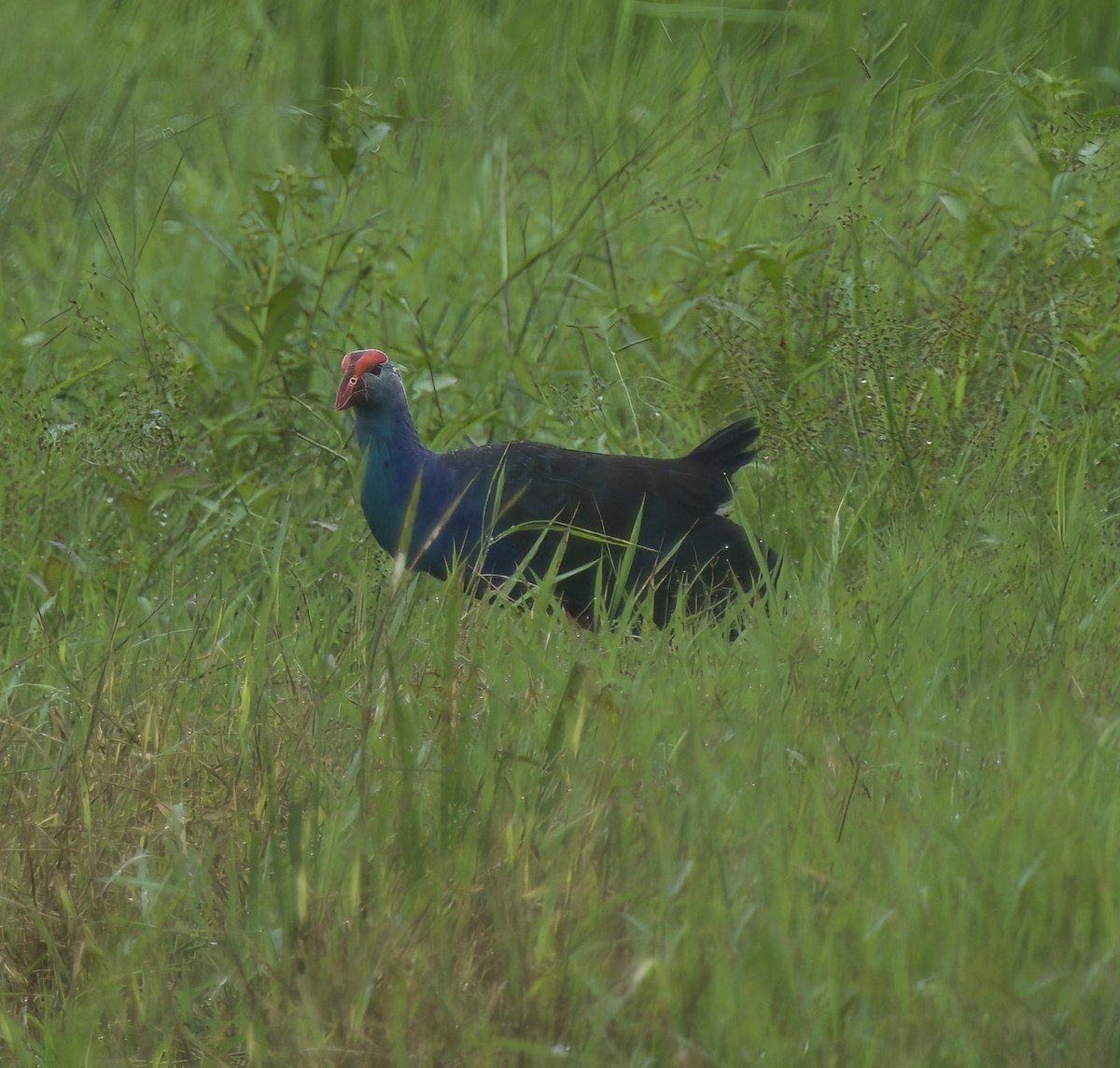 Gray-headed Swamphen - Steven Cheong