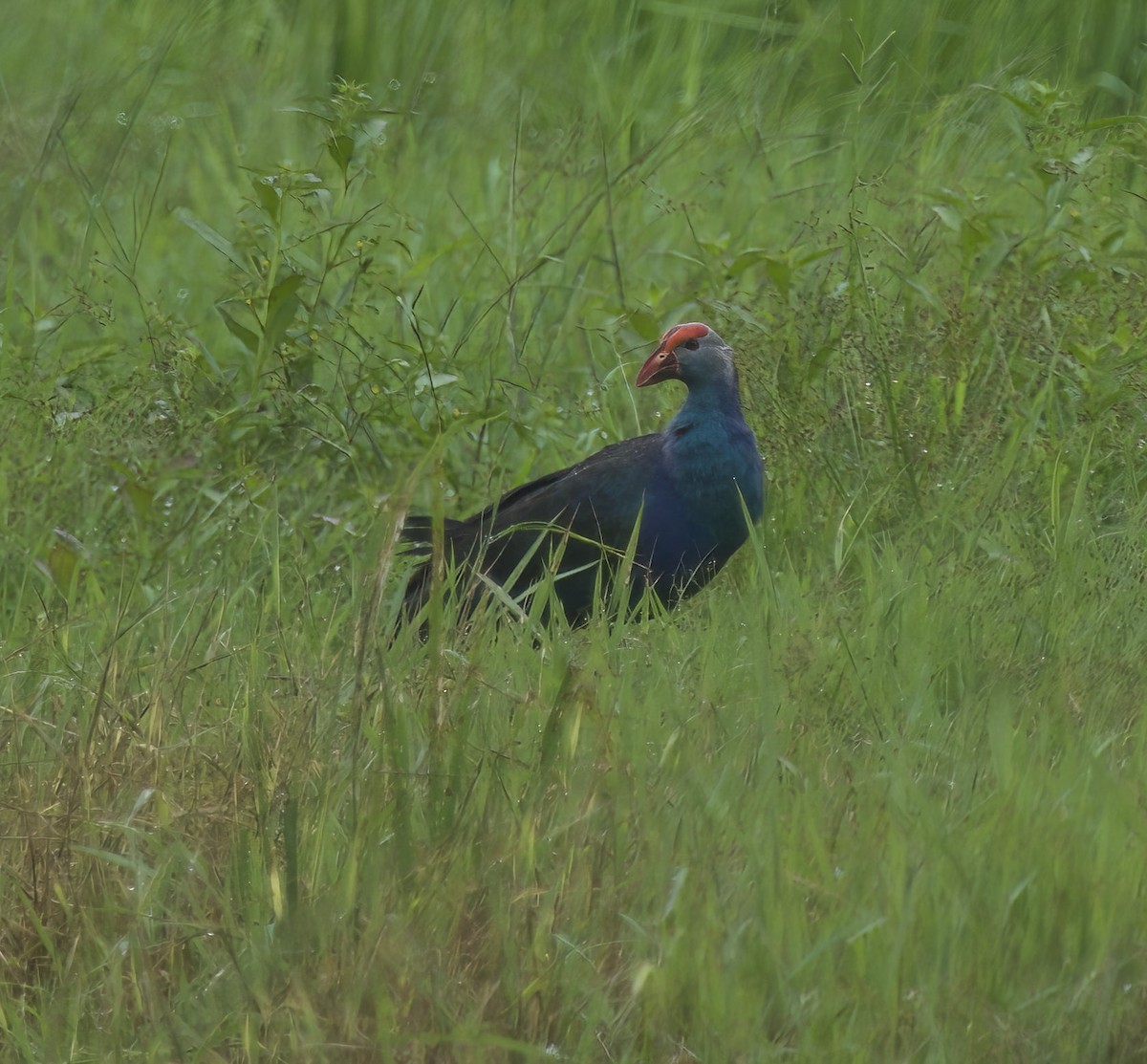 Gray-headed Swamphen - ML507028271