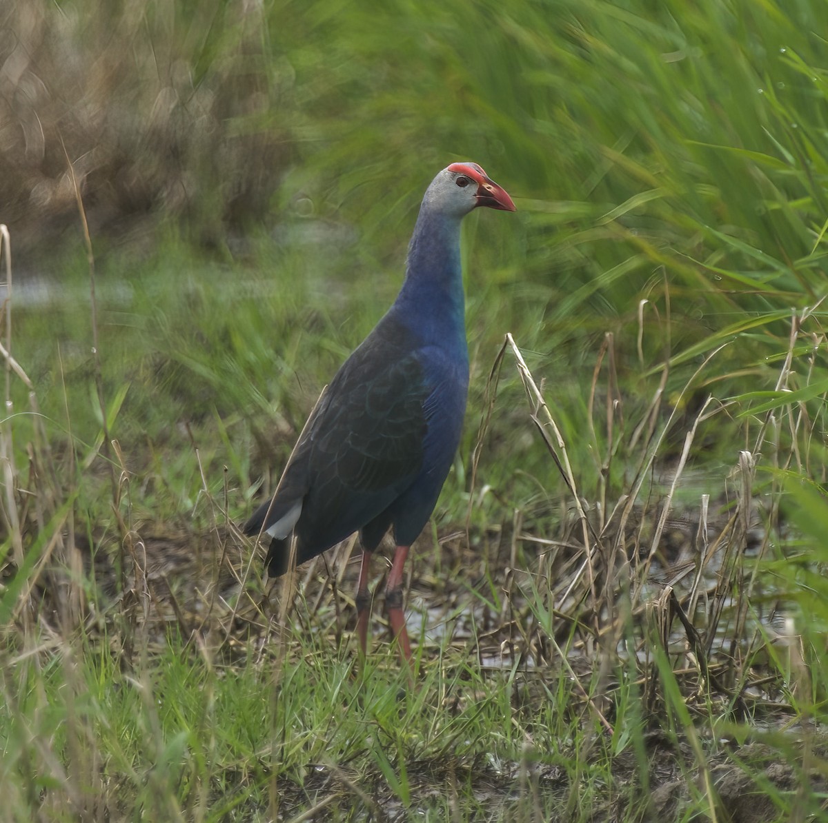 Gray-headed Swamphen - Steven Cheong