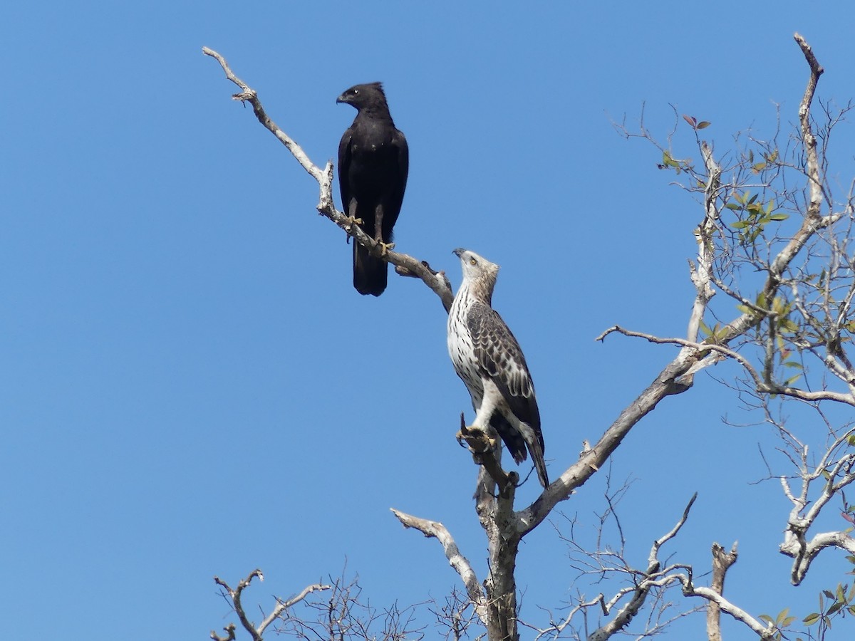 Indienhaubenadler - ML507028321