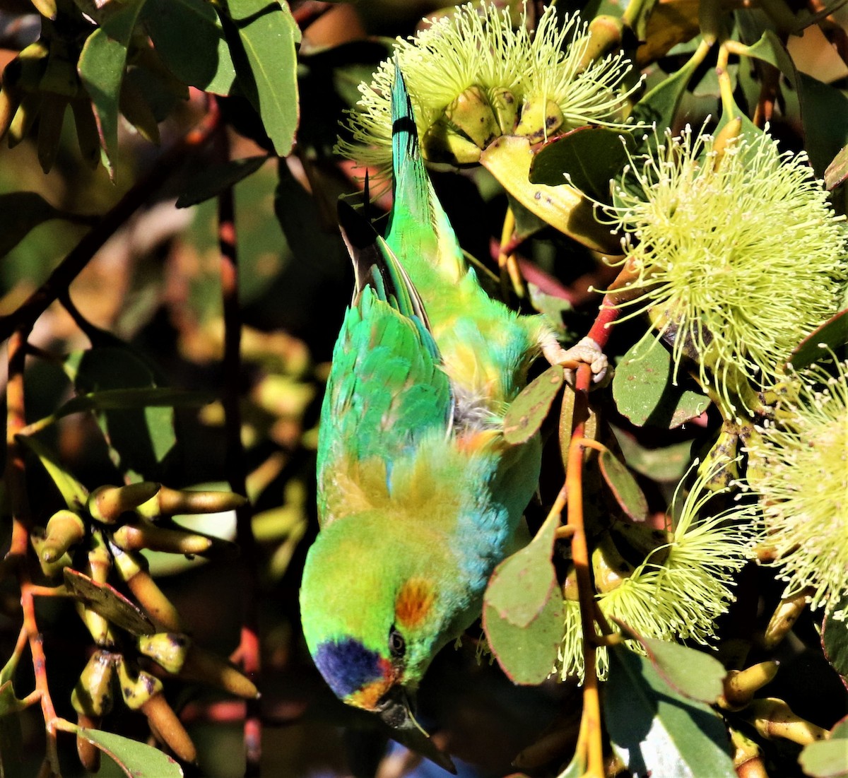 Purple-crowned Lorikeet - ML507028801