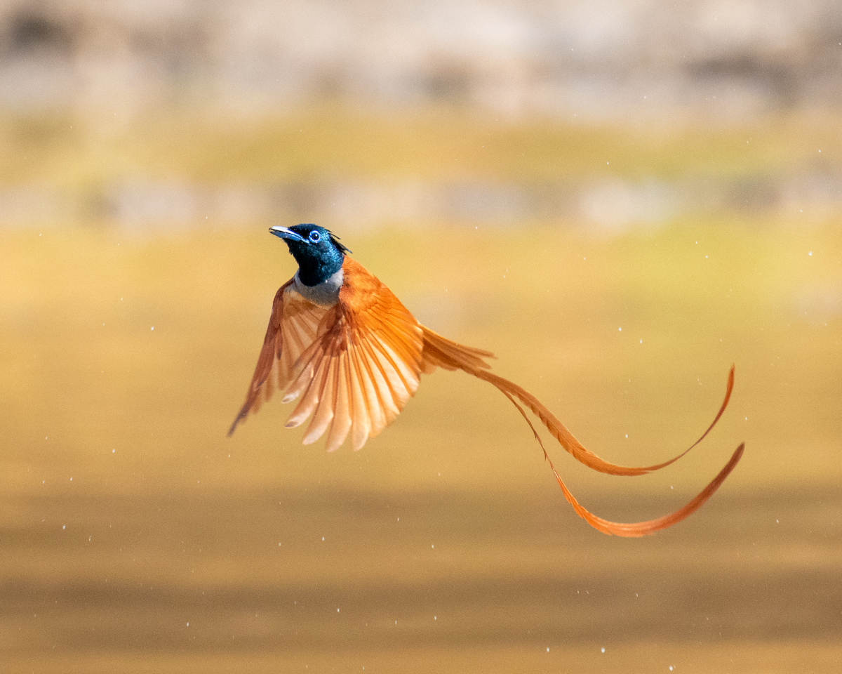 Indian Paradise-Flycatcher - Abhijit Mishra