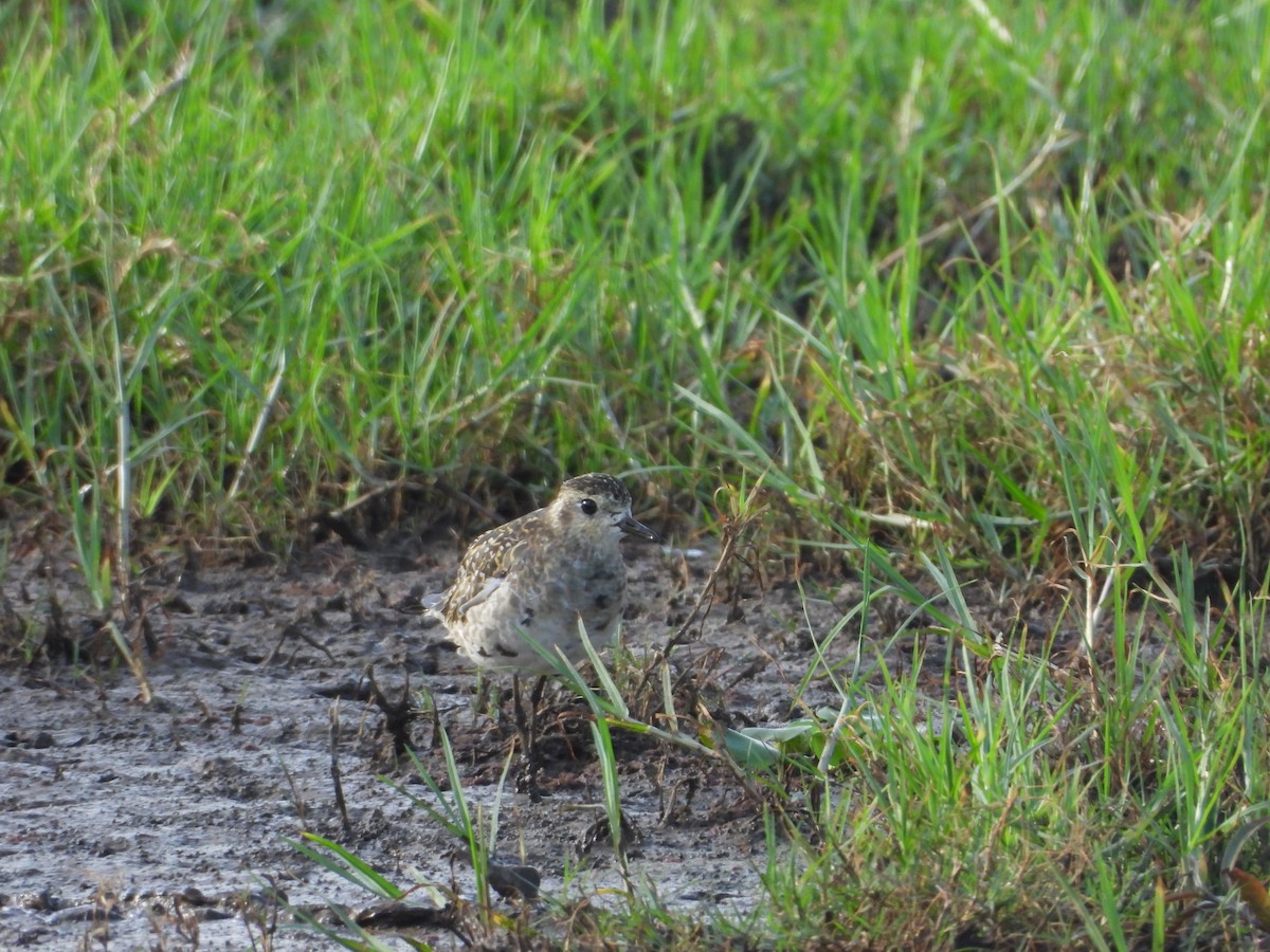 Pacific Golden-Plover - ML507030671