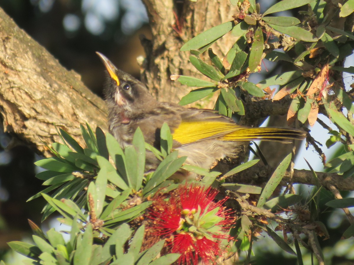 White-cheeked Honeyeater - ML507031301