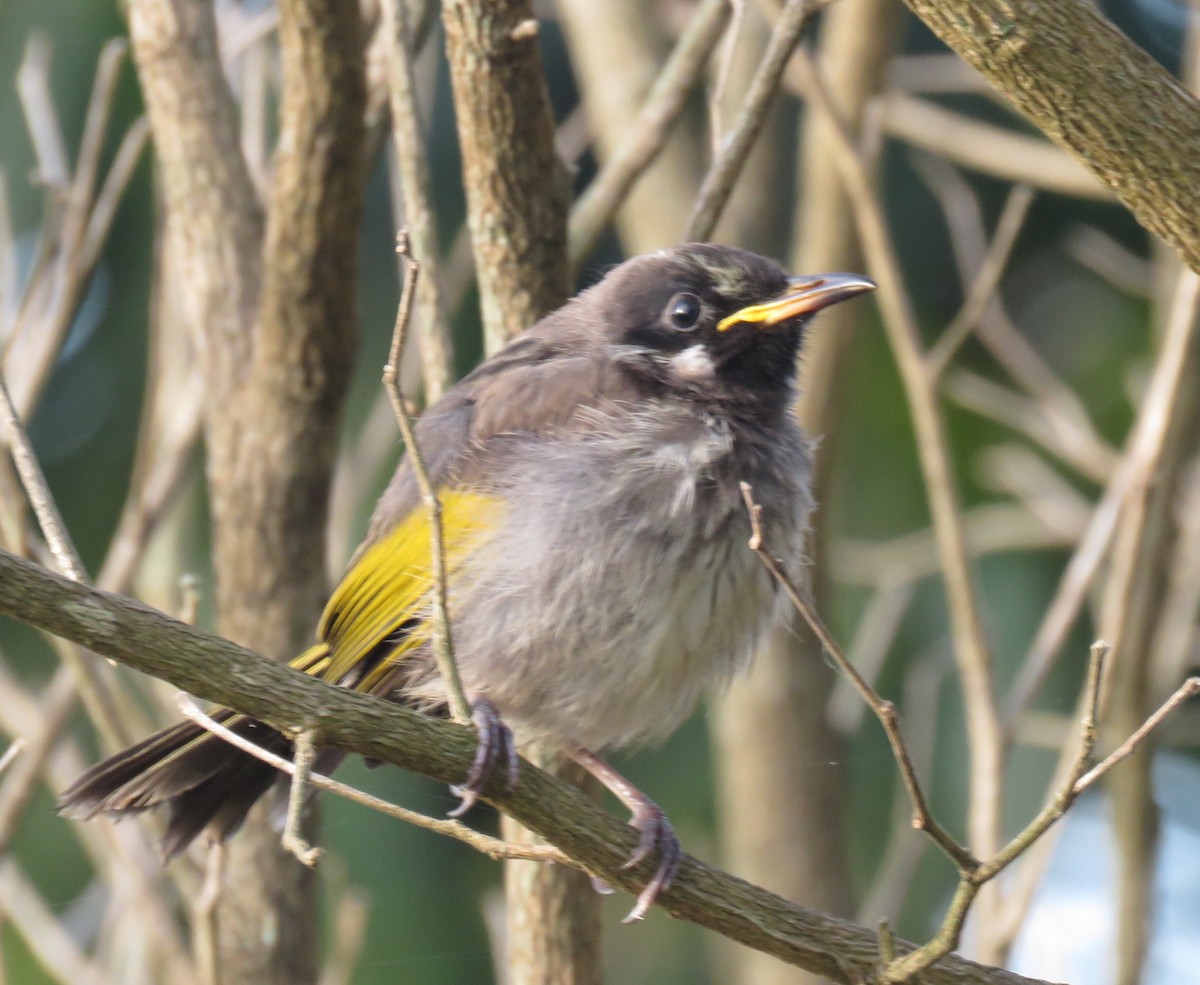 White-cheeked Honeyeater - ML507031311