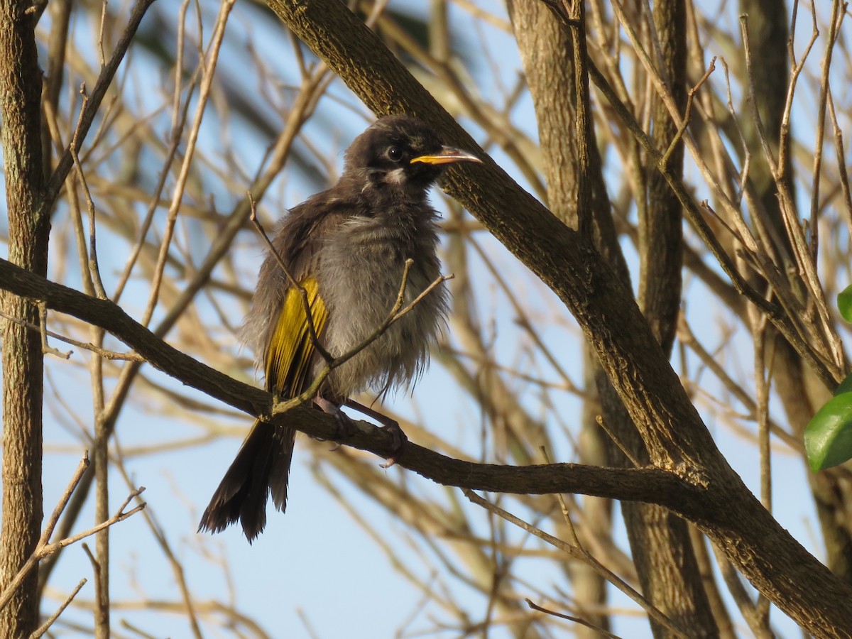 White-cheeked Honeyeater - ML507031321