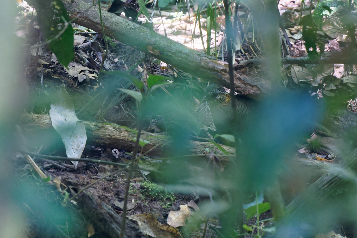 Scaly-breasted Partridge - Qiuyang Zheng