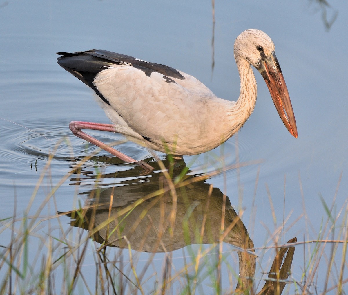 Asian Openbill - Arun Prabhu