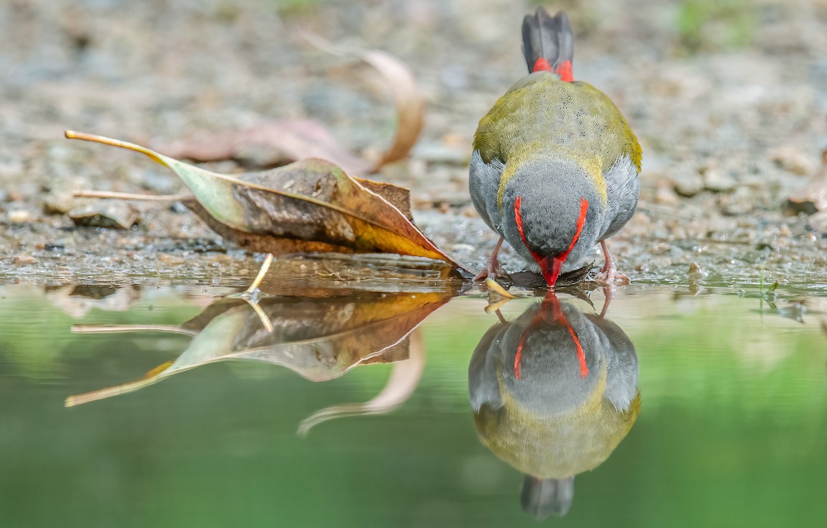 Red-browed Firetail - ML507034321