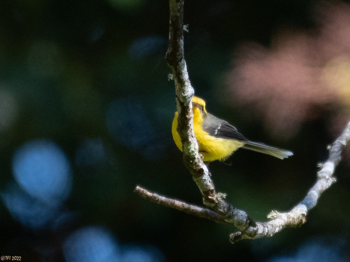 Yellow-bellied Fairy-Fantail - T I