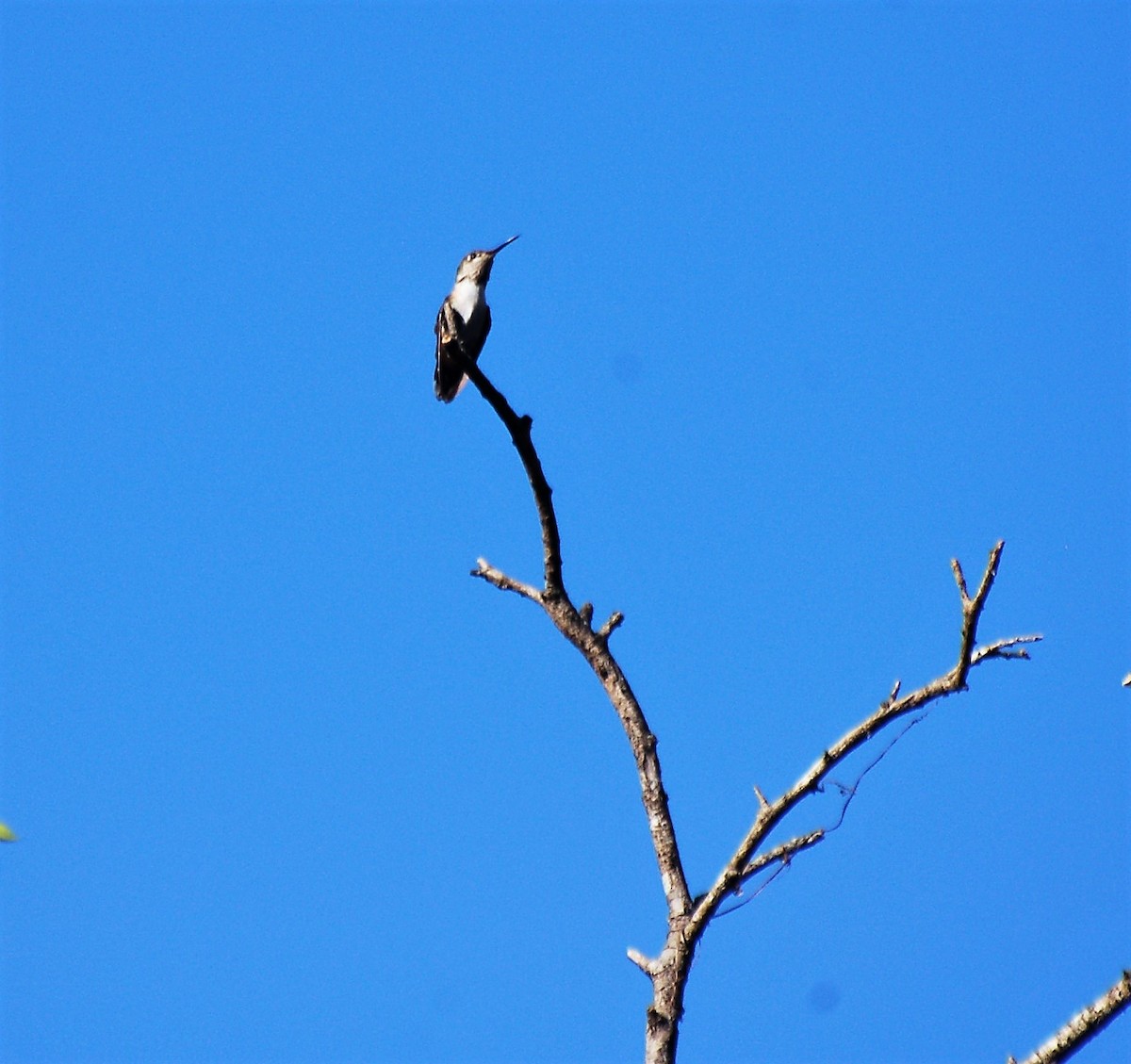 Yakut Boğazlı Kolibri - ML50703751