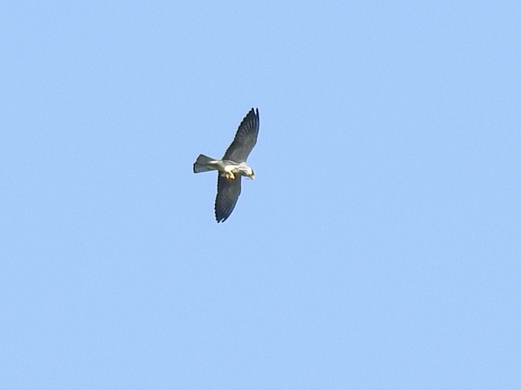 Amur Falcon - ML507038231
