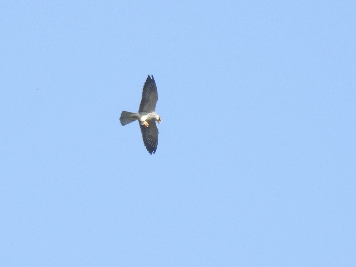 Amur Falcon - ML507038241