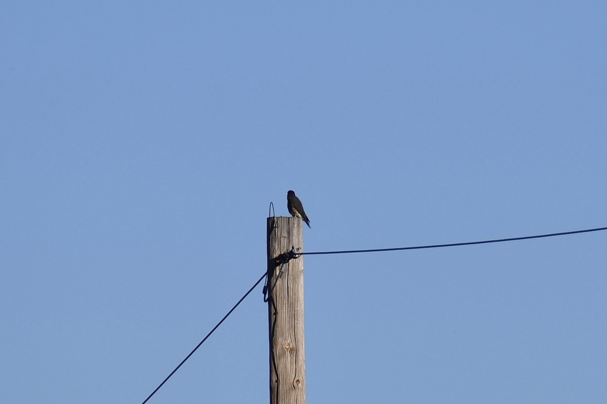 Хайргууна шонхор - ML507038251