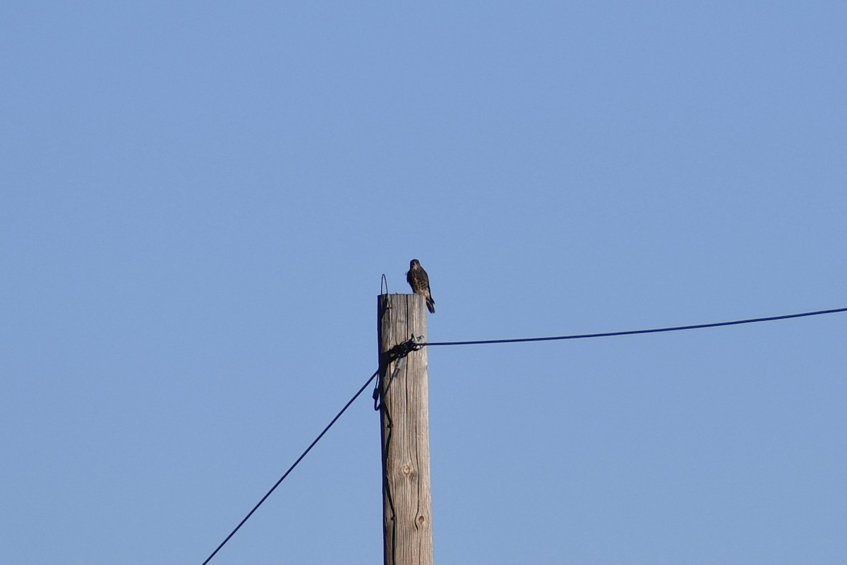 Хайргууна шонхор - ML507038301