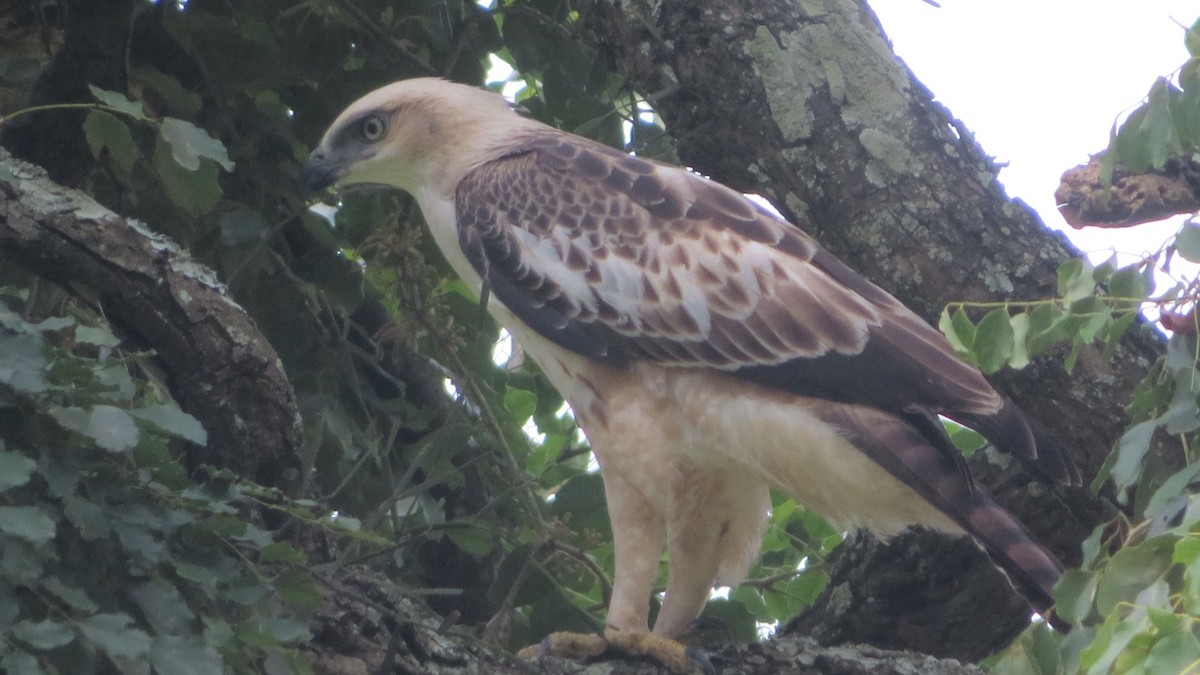 Changeable Hawk-Eagle - ML507038691