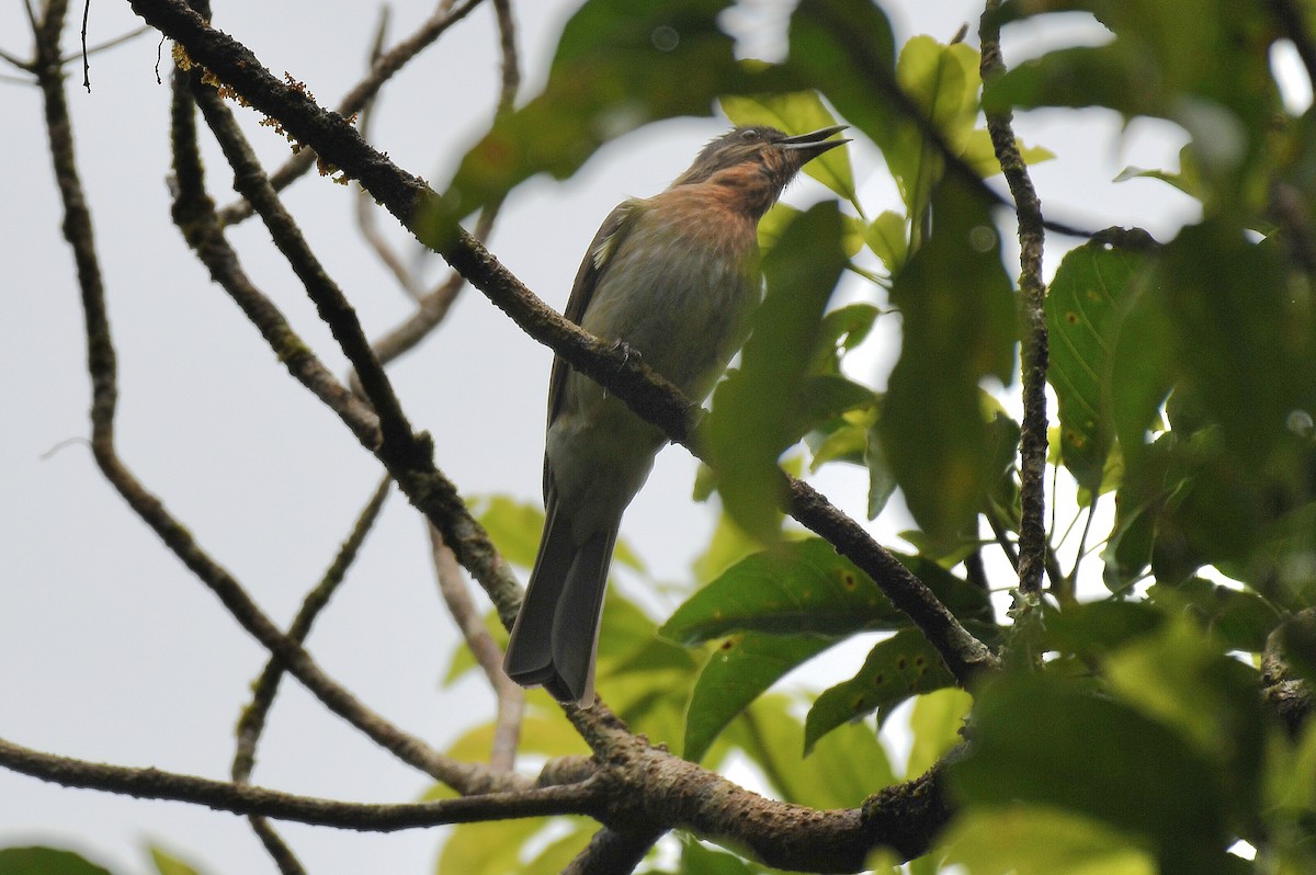 Philippine Bulbul - ML507039671