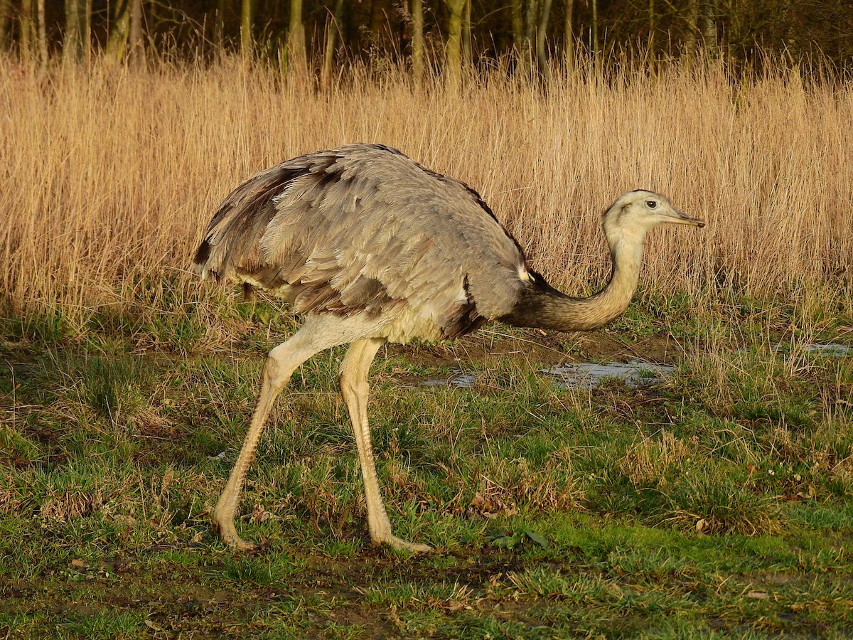 Ñandú Común - ML507041171