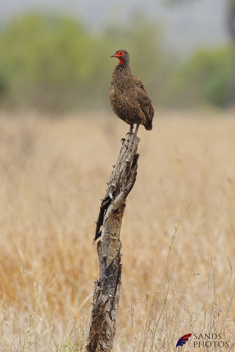 francolin/spurfowl sp. - ML507041641