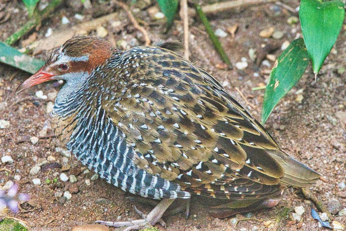 Buff-banded Rail - ML507043331